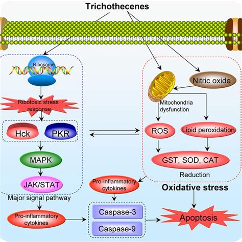 Chemical structure of trichothecenes (Types A-D). | Download Scientific ...