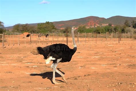 Ostrich Farm Near Oudtshoorn, South Africa Stock Image - Image of ...