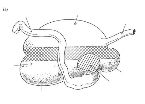 Parts of rumen diagram Diagram | Quizlet