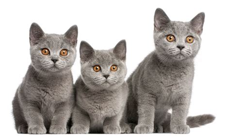 British Shorthair Cat Breeders - Australia - Cat-World