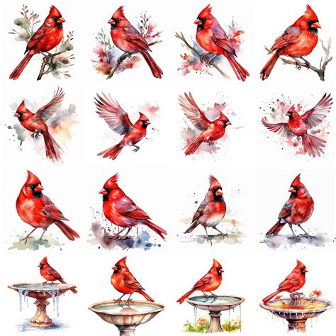 Watercolor Red Cardinal Bird Clipart 16 High Quality Pngs Digital Download Commercial Use Card ...