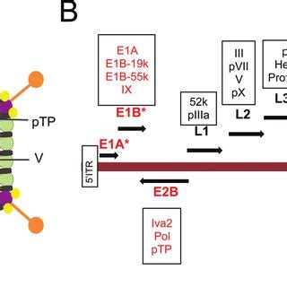 Adenovirus structure and genome organization. (A) Graphical ...