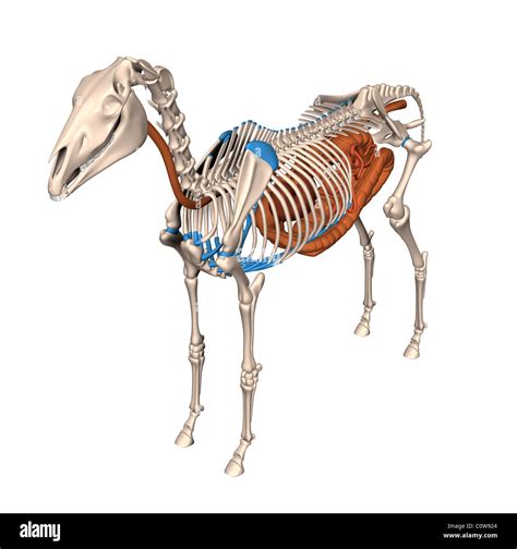 horse anatomy digestion stomach skeleton Stock Photo - Alamy