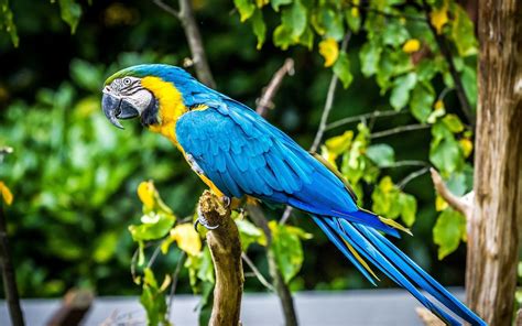 Blue macaw bird, parrot, birds, animals, macaws HD wallpaper | Wallpaper Flare