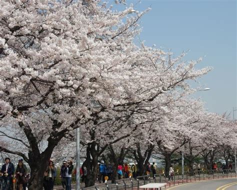 Yeouido Park (Seoul) - 2021 All You Need to Know BEFORE You Go (with ...