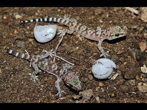 New born Mediterranean house geckos Hatching from its eggs - Cyprus ...