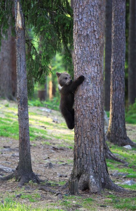 Teacher Stumbles Upon Baby Bears ‘Dancing’ In Finland Forest, Thinks He’s Imagining It | Bored Panda