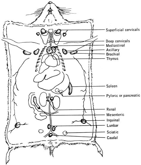 Anatomy Of Mice - Anatomy Reading Source