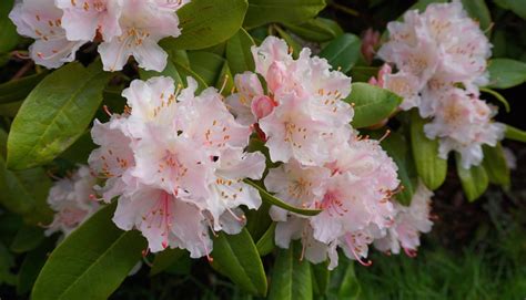 How to Care Azalea Bushes in Winter - PlantNative.org