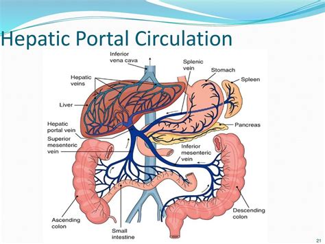 A&P - Hepatic portal circulation Diagram | Quizlet