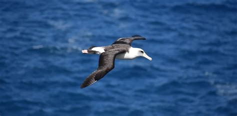 Albatross: Characteristics, Diet, Facts & More [Fact Sheet]