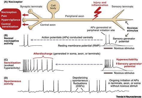 Persistent nociceptor hyperactivity as a painful evolutionary adaptation: Trends in Neurosciences