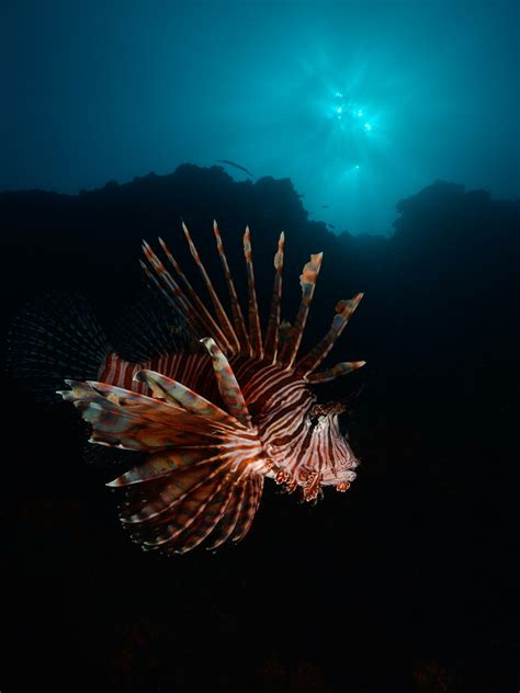 Pacific Lionfish