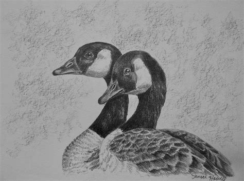 Geese Drawing by Janice Howell - Fine Art America