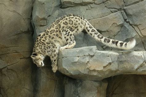 Snow Leopard at Northumberland Zoo Stock Photo - Image of large, tailed ...