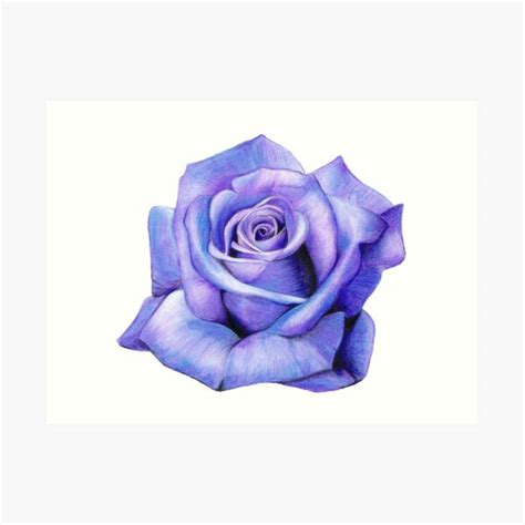 "Purple Rose Drawing " Art Print for Sale by ArtsinneT | Redbubble