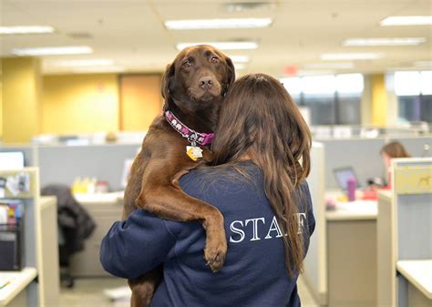 58 Top Photos Local Animal Shelters Volunteer Work / How to Help Your Local Animal Shelter ...