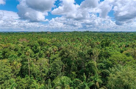 The Amazon: an unforgettable journey in Ecuador's rainforest!