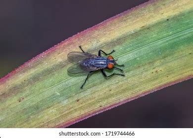 House Fly Eggs Look Like Small Stock Photo 1719744466 | Shutterstock