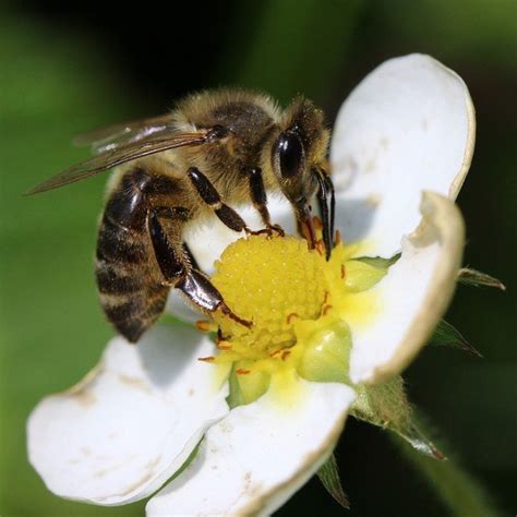 Bijen bloemzaden kopen en zaaien | Tuindreef