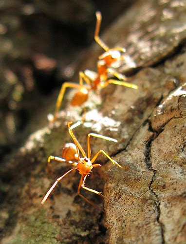 Biology professor uses Flickr to identify ant species | Flickr Blog