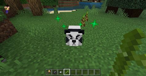 How to tame a Panda in Minecraft?