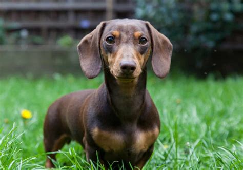 Miniature Dachshund Training 1-2-1 Home Visits in North Yorkshire