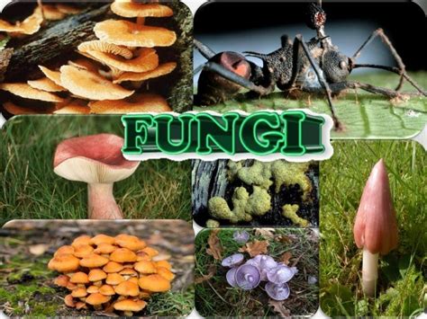 Fungi