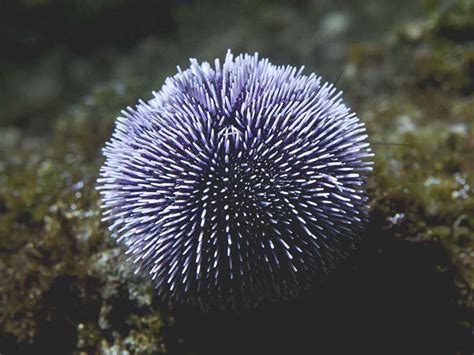 Sea Urchin Sting: Treatment, Removal, and Long-Term Effects