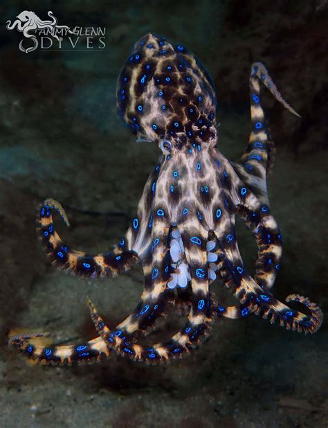 5 Blue-Ringed Octopus Facts That'll Leave You Shook! - OctoNation - The ...