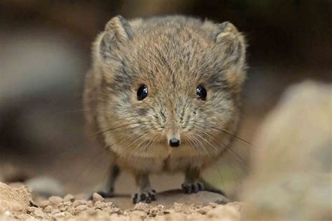 Tiny Elephant Shrews Go On Show After Mum Hid Them From Zookeepers