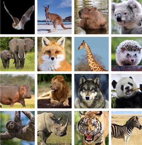 List 103+ Pictures Mammals Photos Stock Images Full HD, 2k, 4k