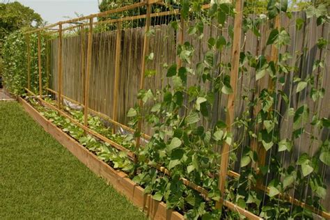 Green Bean Trellis Wall - Outdoor Decorations : Simple Green Bean ...