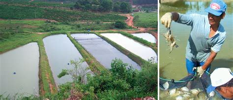 Freshwater prawn farming in Brazil - Responsible Seafood Advocate