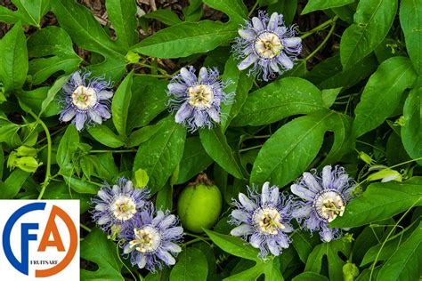 Delight of Maypop Fruit: Health Benefits, Culinary Uses,