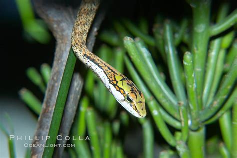 Twig snake, Thelotornis capensis oatesii photo, #12605