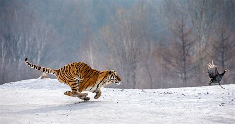 Dream About Tiger Attack? (9 Spiritual Meanings)