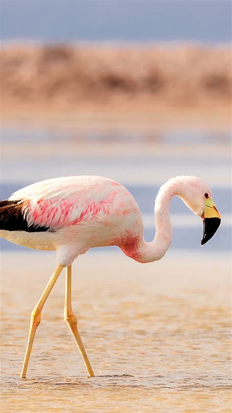 Andean flamingo on salt flats Chaxa in desert near San Pedro de Atacama ...