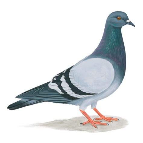 Rock Pigeon | Celebrate Urban Birds