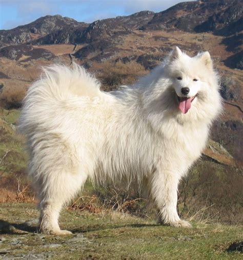 Giant Samoyed Puppies