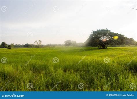 Peaceful Sunrise in Meadow stock photo. Image of grass - 46002680