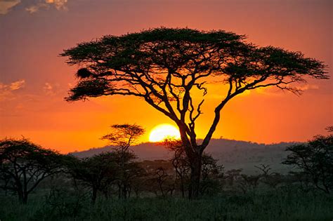 Best African Safari Sunset Stock Photos, Pictures & Royalty-Free Images ...