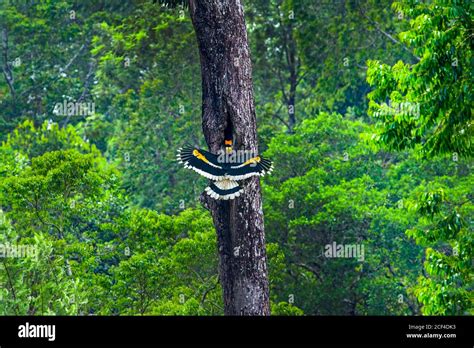 Great Indian Hornbill in its habitat Stock Photo - Alamy