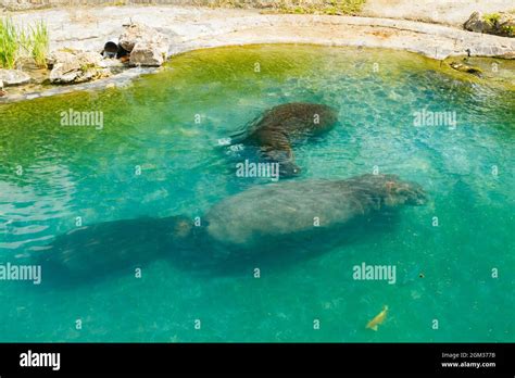 The family of hippopotamus is swimming in the pond Stock Photo - Alamy