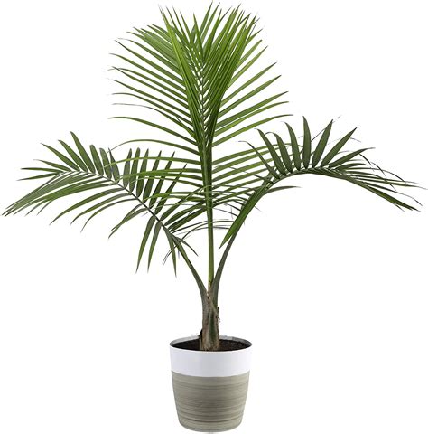 Majesty Palm Plant - Nestreeo.com