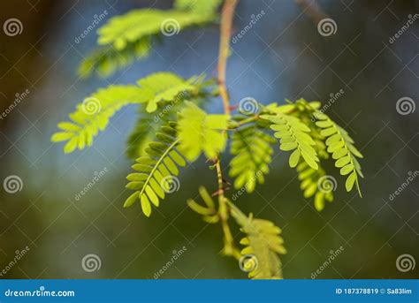 Ghaf Tree Leaves, Muscat, Oman Stock Image - Image of muscat, flora ...