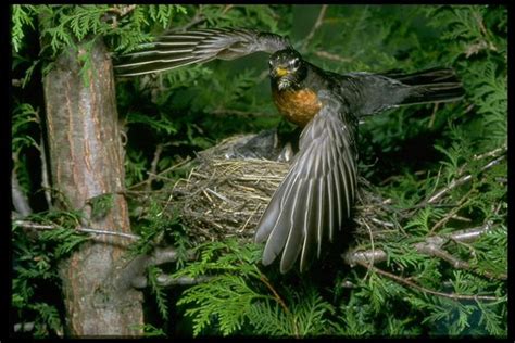 鸟的世界图片-动物 春天 树林 繁殖,动物-鸟的世界-图行天下素材网