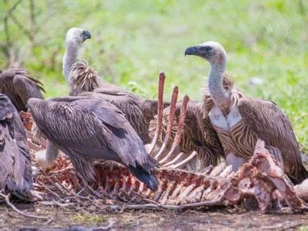 vultures eating carcass - Google Search Cavalier, Andean Condor, Most ...