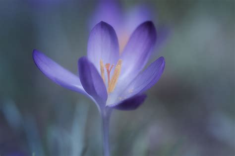 Crocus Sativus on Behance