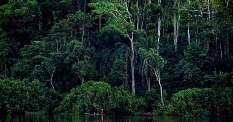 How big is the congo rainforest. The Congo rainforest makes its own spring rain. 2022-10-29